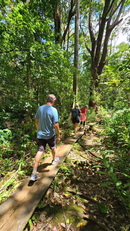 Honolulu: Hawaiian Volcanic Rainforest Hike - Honolulu, Waikiki, Pearl Harbor, Kailua: turning skyline views into real understanding
