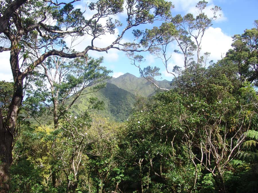 Honolulu: Hawaiian Volcanic Rainforest Hike - Your guide experience: why Terry and Malki are showing up in the praise