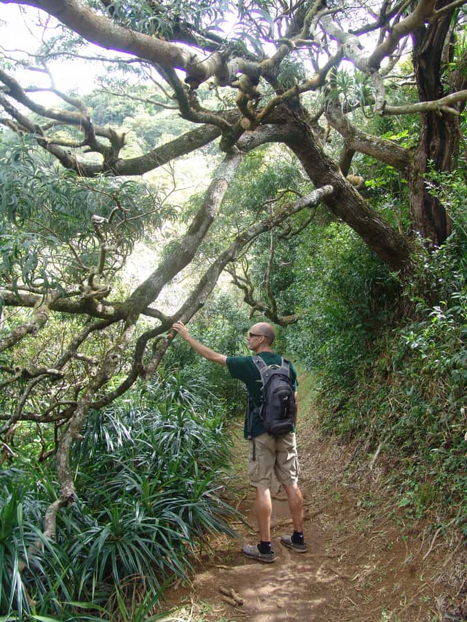 Honolulu: Hawaiian Volcanic Rainforest Hike - Gear and packing: what’s included vs what you should bring