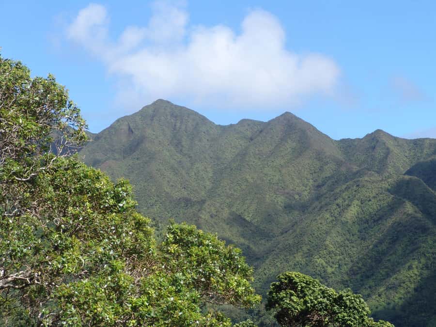 Honolulu: Hawaiian Volcanic Rainforest Hike - Who should book this Honolulu hike (and who should skip it)