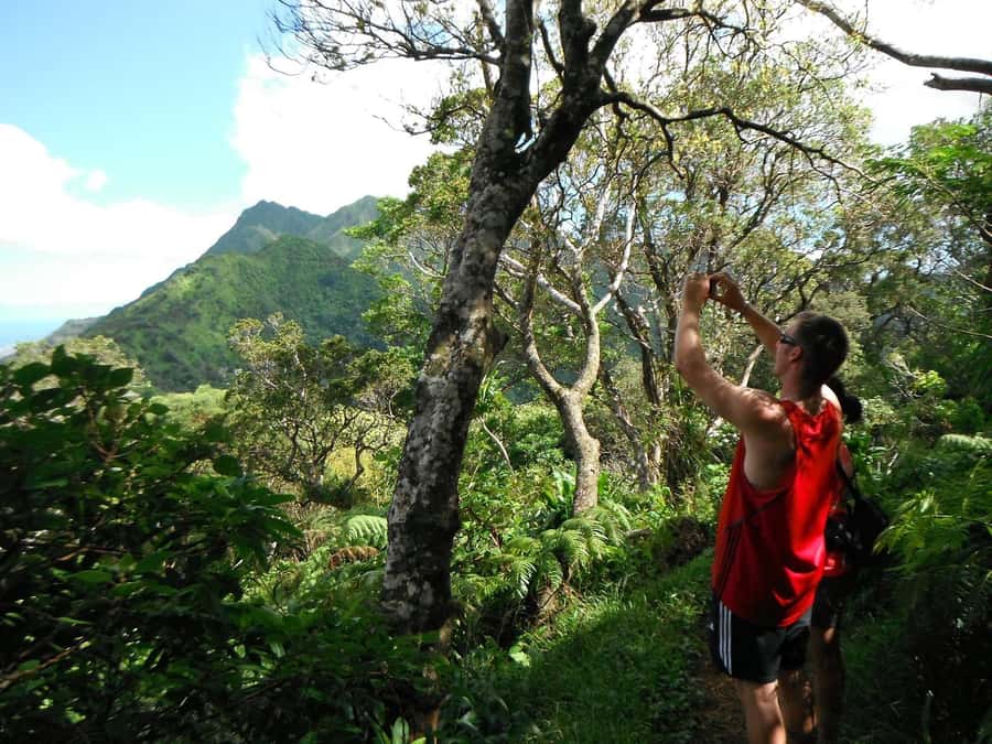 Honolulu: Hawaiian Volcanic Rainforest Hike - My take: should you book this Honolulu volcanic rainforest hike?