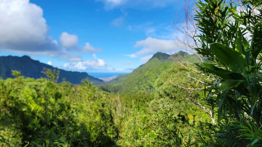 Honolulu: Hawaiian Volcanic Rainforest Hike - Native rainforest time: plants, humidity, and how to enjoy the slow moments
