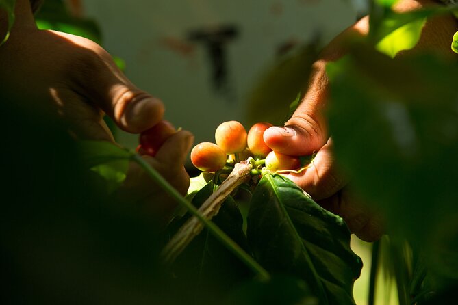 Kona Coffee Tasting: A Farm to Cup Experience - How to taste Kona properly (so the flavors don’t slip away)