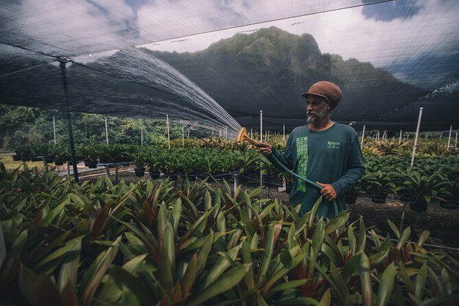 Kualoa Ranch - Kualoa Grown Tour - How the trolley helps you avoid the Oahu crunch