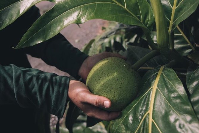 Kualoa Ranch - Kualoa Grown Tour - How long it takes and how to fit it into your day