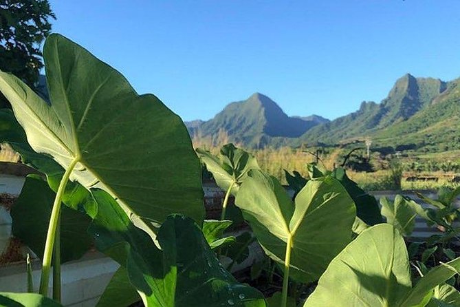 Kualoa Ranch - Kualoa Grown Tour - Price and value: is $67.24 worth it?