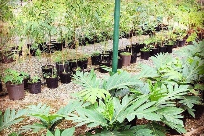 Kualoa Ranch - Kualoa Grown Tour - Who this tour suits best (and who should think twice)