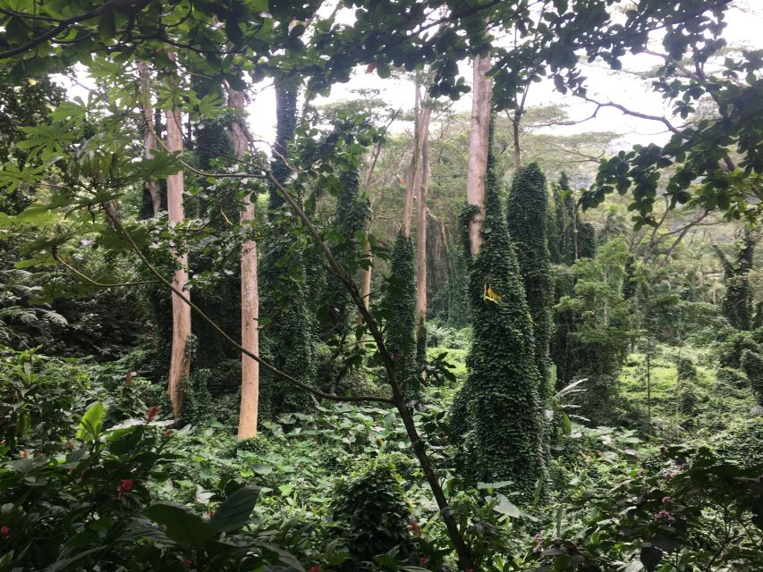 Manoa Falls eBike to Hike - The Ride Into Mānoa Valley: Climbing 390 Feet Without Beating Yourself Up