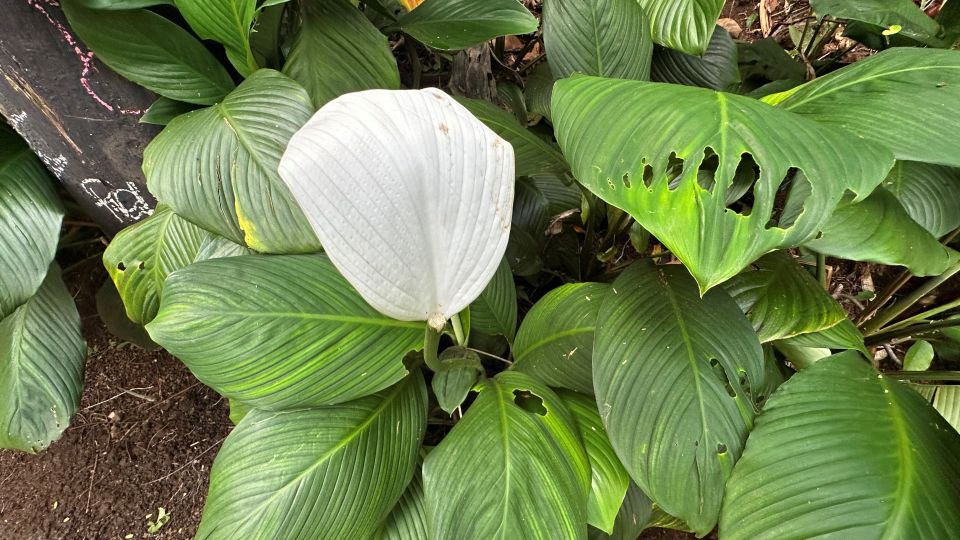 Manoa Falls eBike to Hike - Waterfall Time at the Finish: Beautiful Even When It’s Not Pouring
