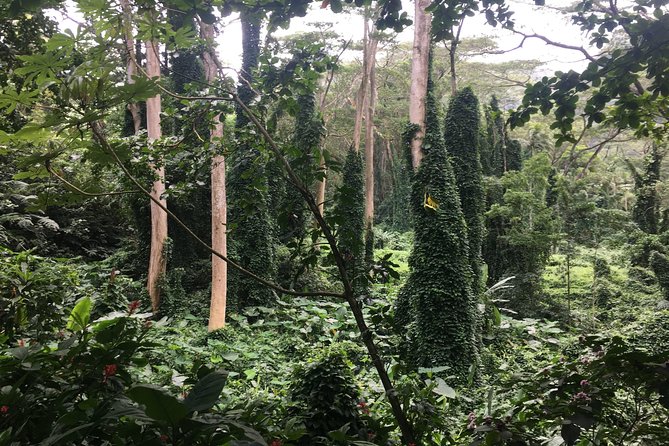 Manoa Falls-Electric Bike to Hike Experience Local meal included - Practical tips before you go