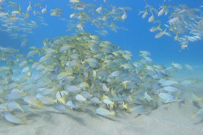 Marine Ecology Snorkel from Electric Beach Oahu with Photos - A Marine Ecology Snorkel Lesson at Kahe Point Beach Park