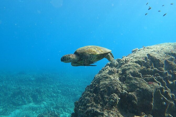 Marine Ecology Snorkel from Electric Beach Oahu with Photos - The Briefing and Gear Stage: What to Do Before You Hit the Water
