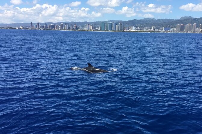 Moana’s VIP Waikiki Turtle Snorkeling Experience on Nalu - VIP Nalu catamaran: what makes this Waikiki turtle snorkel feel special