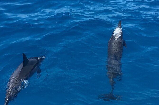Moana’s VIP Waikiki Turtle Snorkeling Experience on Nalu - What you’re likely to see: turtles, fish, and a possible whale/dolphin bonus