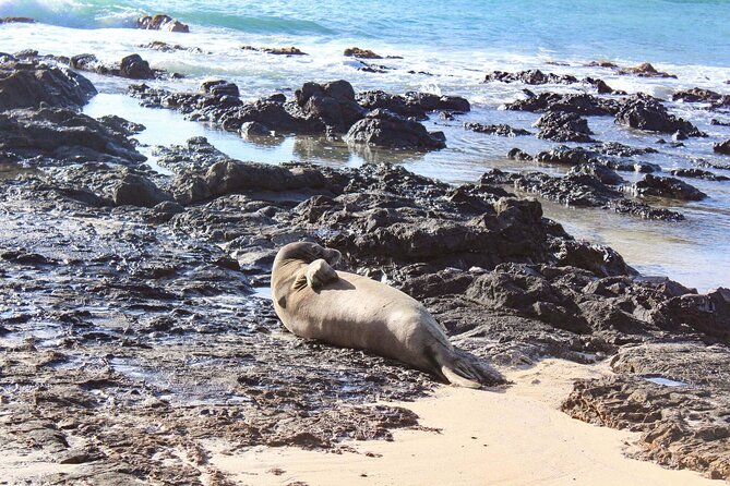 Mokulua Islands Self-Guided Kayak Adventure - Seabird sanctuary energy: monk seals and wildlife viewing without getting in trouble