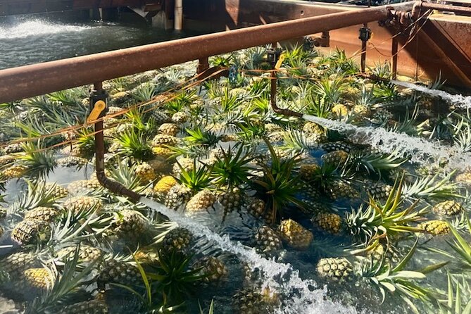 North Shore Dole Pineapple Farm Tour - Green World Coffee Farms: A Quick Boost That Sets the Tone