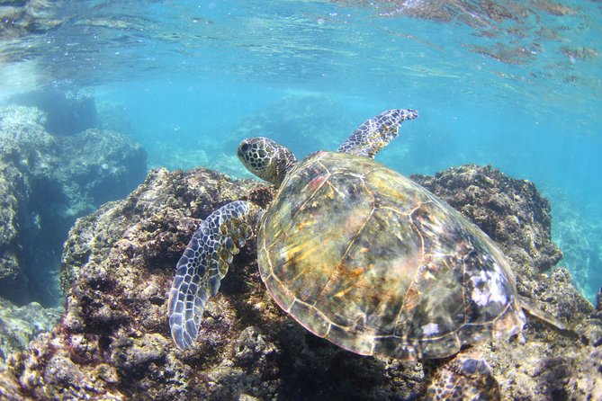 North Shore Stand-Up Paddleboard Lesson - Banzai Pipeline and North Shore stops: the scenery without the scramble