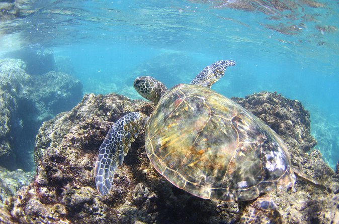 North Shore Stand-Up Paddleboard Lesson - Small-group semi-private energy: 2–4 students per instructor