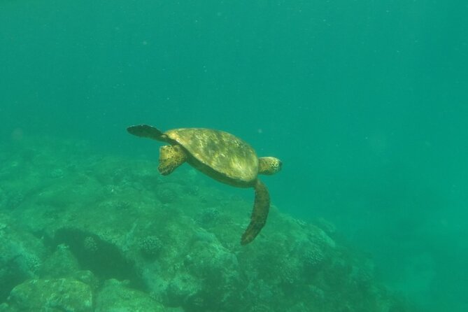 Northshore ocean adventure and circle islandJeep Tour- Guaranteed to see turtles - Laie Point State Wayside Park to Kahuku: Native Birds, Ocean Rocks, and Turtle Country Energy