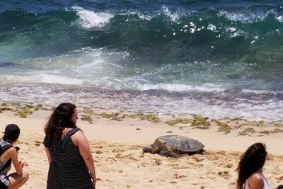 Northshore,Kailua,or Honolulu's Private Grand Circle Island Tour - North Shore: Turtles, Haleiwa, and Dole Soft Cream in the Same Day