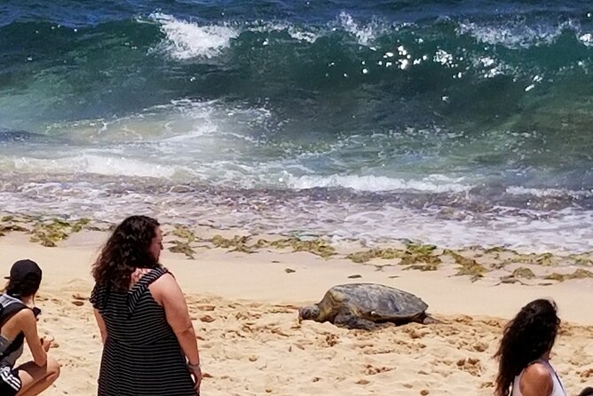 Northshore,Kailua,or Honolulu's Private Grand Circle Island Tour - North Shore: Turtles, Haleiwa, and Dole Soft Cream in the Same Day