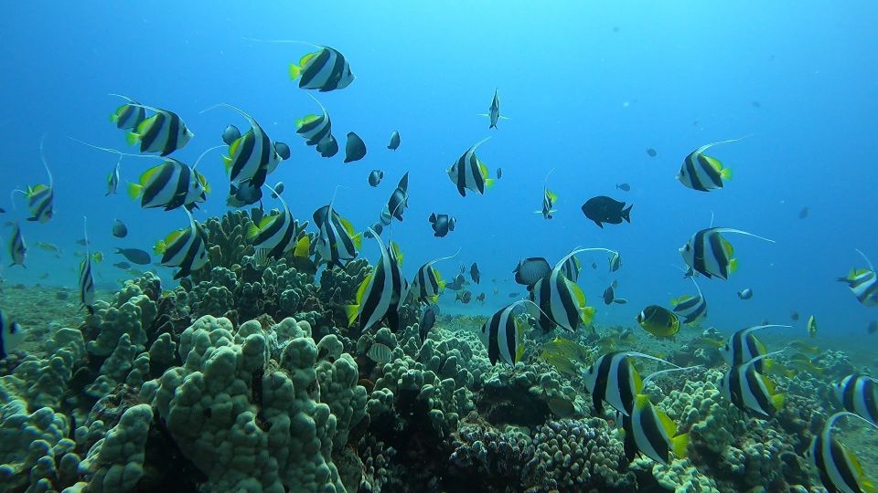 Oahu: Beginner SCUBA Dive at Electric Beach - Final Verdict: Should You Book It?