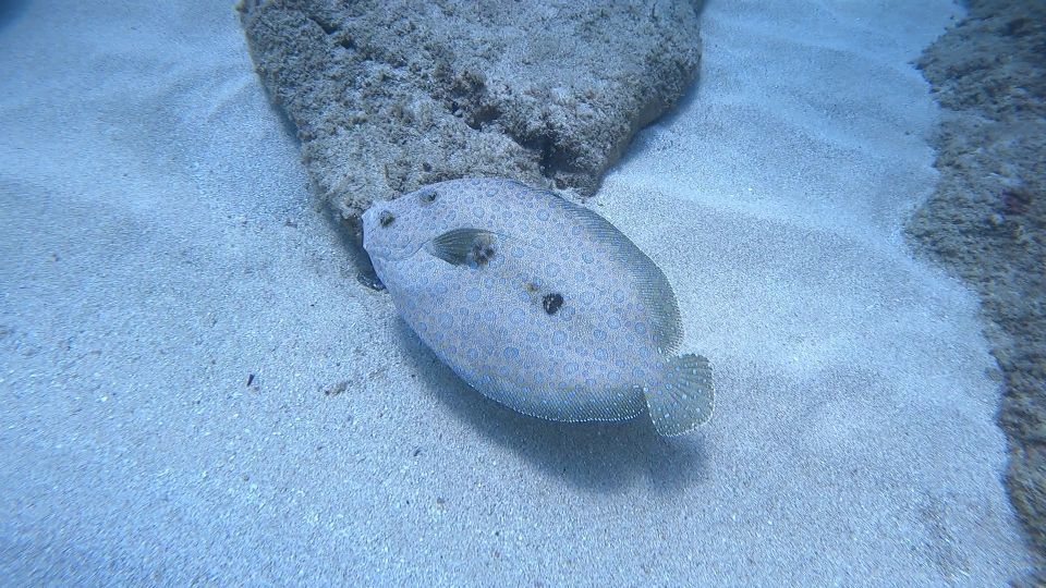 Oahu: Beginner SCUBA Dive at Electric Beach - The First Time Going Underwater: What Your Reef Swim Feels Like