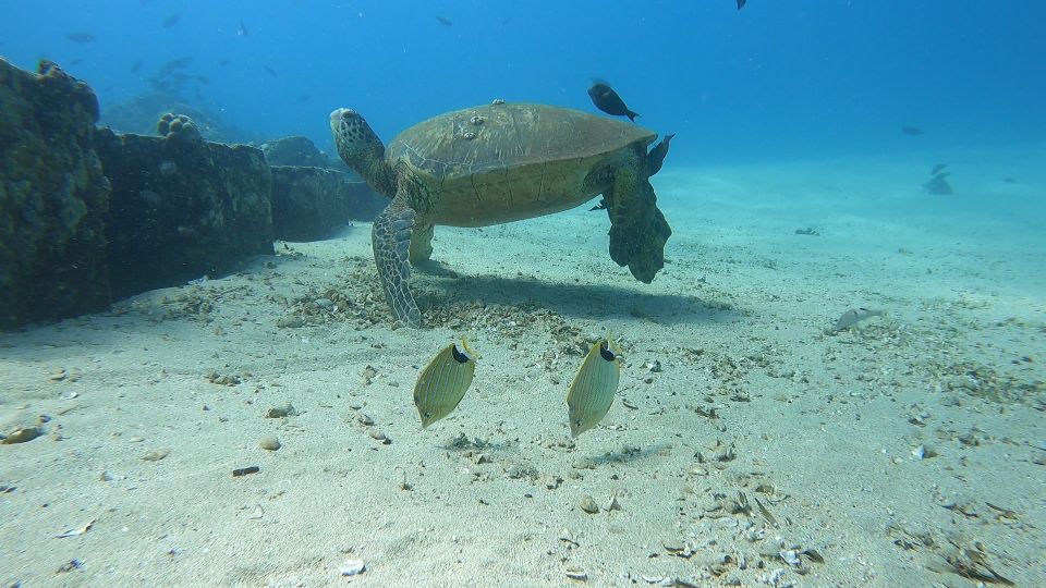 Oahu: Beginner SCUBA Dive at Electric Beach - Guided Reef Tour: How the Instructor Helps You Spot Wildlife