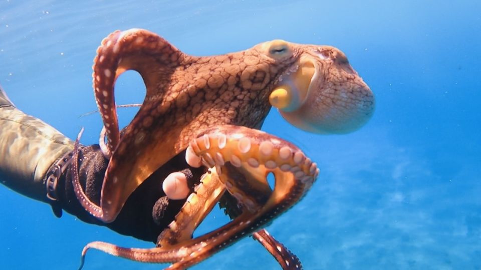Oahu: Beginner SCUBA Dive at Electric Beach - The Photo Package Moment (and Why Cameras Aren’t Allowed)