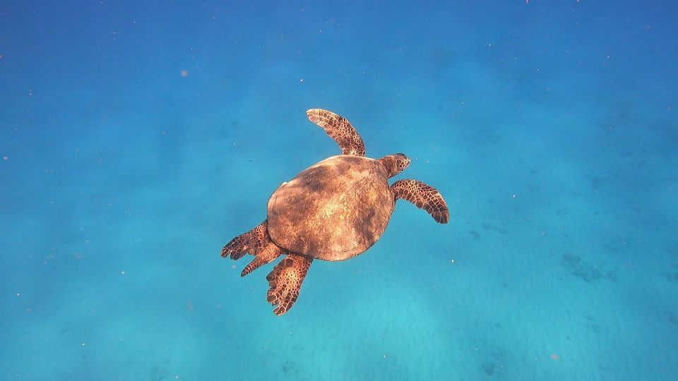 Oahu: Beginner SCUBA Dive at Electric Beach - Price and Value: Is $175 Worth It for a First-Time Experience?
