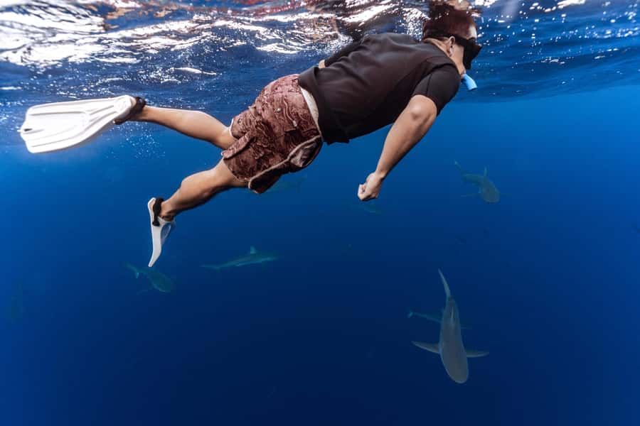 Oahu: Cageless Shark Dive Adventure - Key highlights you’ll care about