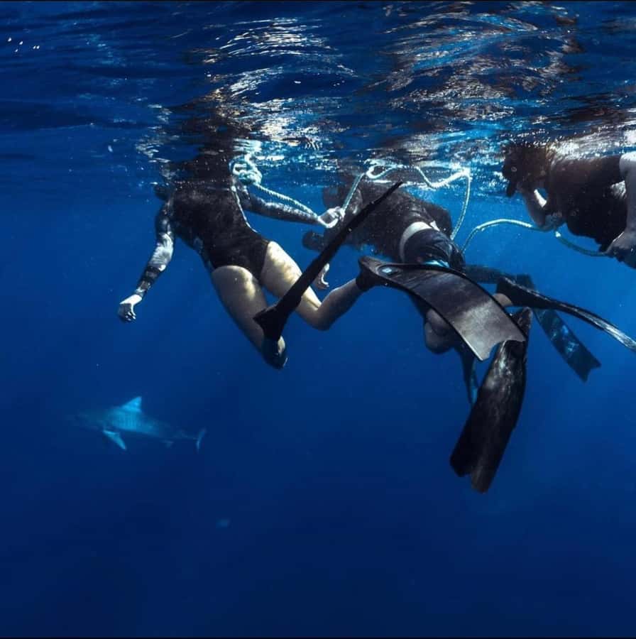 Oahu: Cageless Shark Dive Adventure - Cage-Free Shark Swim on Oahu’s North Shore