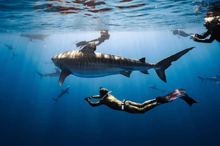 Oahu: Cageless Shark Dive Adventure - How the 2-Hour Schedule Flows (Haleiwa, Boat Ride, and Swim Time)