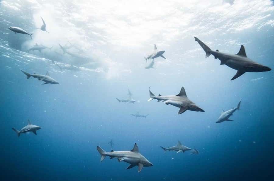 Oahu: Cageless Shark Dive Adventure - Why the Price ($121) Feels Reasonable