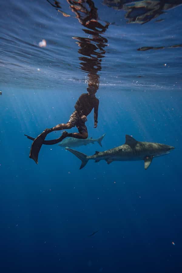 Oahu: Cageless Shark Dive Adventure - Who Should Book This (and Who Should Skip It)