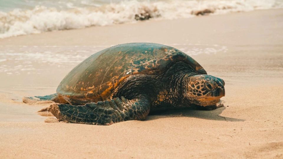 Oahu Circle Island Tour - Best Spots & Beaches - Key highlights worth planning around