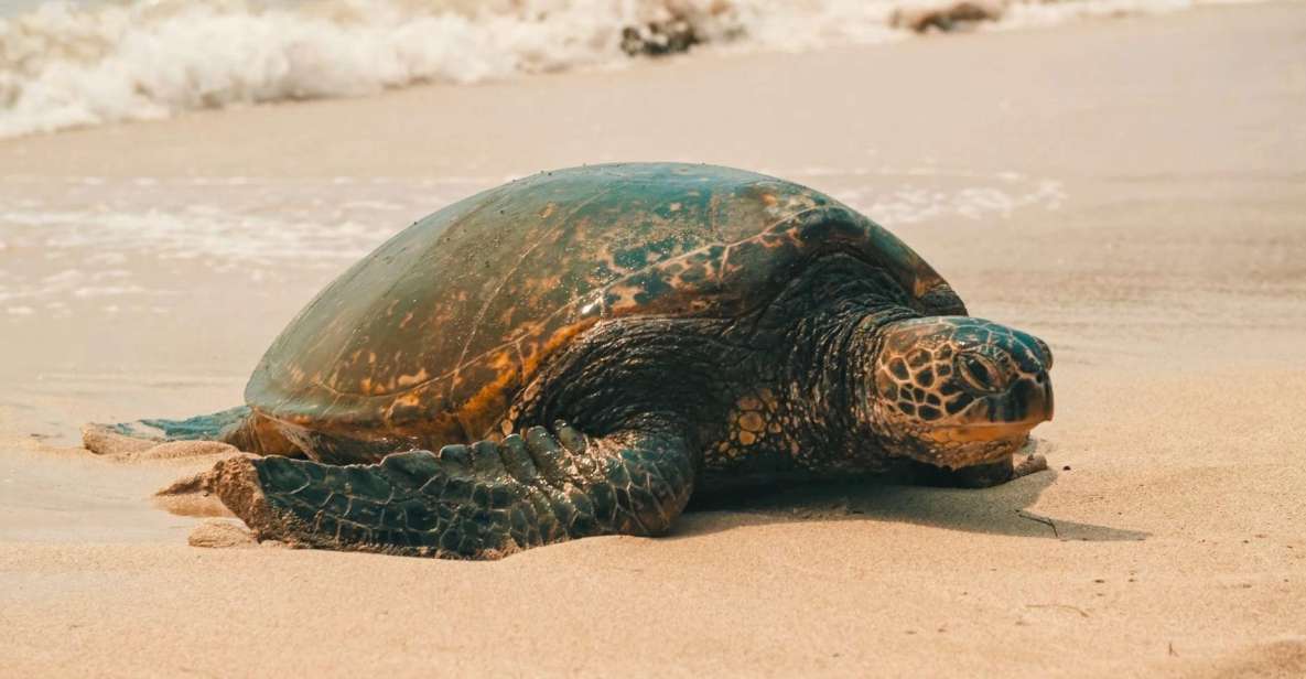 Oahu Circle Island Tour - Best Spots & Beaches - Small-group van comfort, and why it matters on Oahu