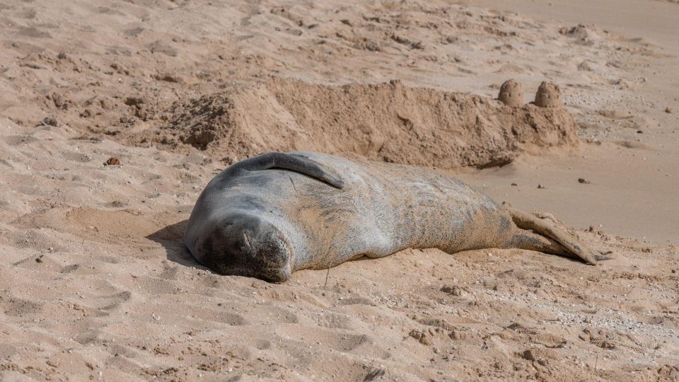Oahu Circle Island Tour - Best Spots & Beaches - East Oahu coastlines: Hanauma Bay, Halona Blowhole, Sandy Beach, and Waimanalo