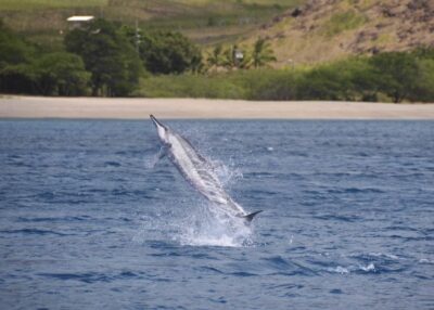 Oahu: Dolphin Swim and Turtle Snorkel Excursion in Waianae - Pickup and timing: how Waikiki or Ko Olina transport shapes the day