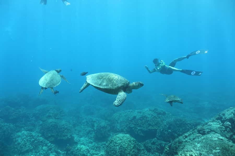 Oahu: Dolphin Watching & Turtle Snorkeling with Waterslide - The 20-foot waterslide and the “pick your own adventure” water play