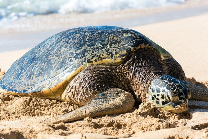 Oahu: Grand Tour Around Island 16 Locations plus Snorkeling - Diamond Head to Halona Blowhole: The Fast Photo Hits