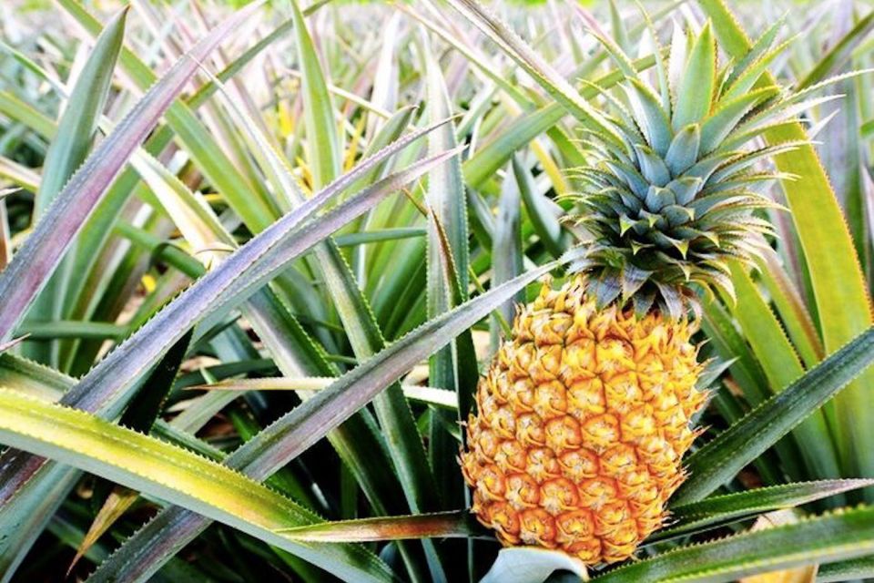 Oahu: Guided Tour of North Shore and Waimea Botanical Garden - Key highlights worth planning around