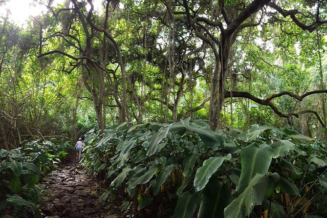 Oahu Hidden Waterfall Hike: A Tropical Paradise Adventure - Likeke Falls: The 35-Foot, Double-Tiered Water Moment