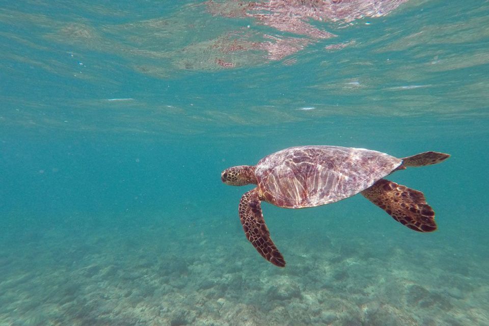 Oahu: Kailua Guided Kayak Excursion with Lunch - Popoi’a Island: sea-birds, an easy eco-hike, and tide pools