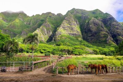 Oahu: Kualoa Ranch UTV Raptor Tour - Driving rules, safety briefing, and the age requirements that shape the day