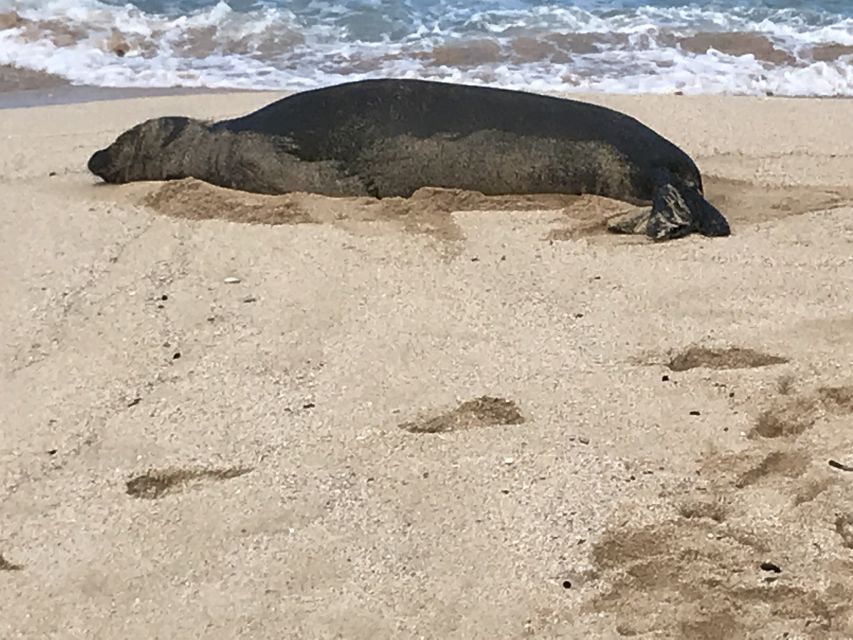 Oahu: Manoa Falls Hike and east side beach day - Kailua Beach Park: Gentle Surf, Turtle Chances, and a Shrimp Truck Meal