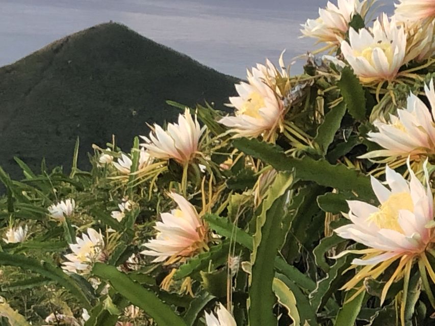Oahu: Manoa Falls Hike and east side beach day - Weather, Traffic, and What to Bring for Comfort
