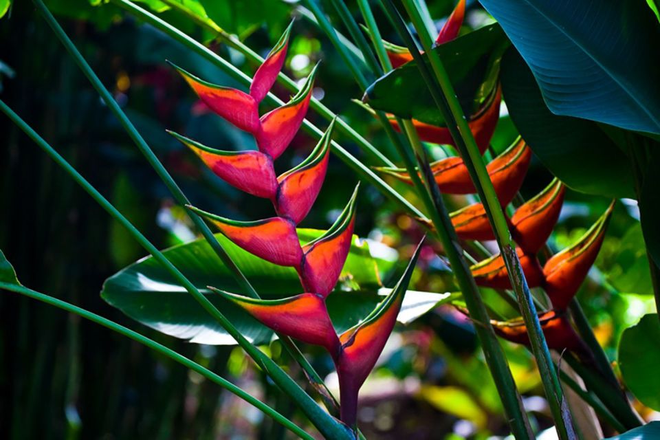Oahu: Manoa Falls Waterfall Hike with Lunch and Transfers - The 150-foot Manoa Falls payoff: worth the wet, slow steps