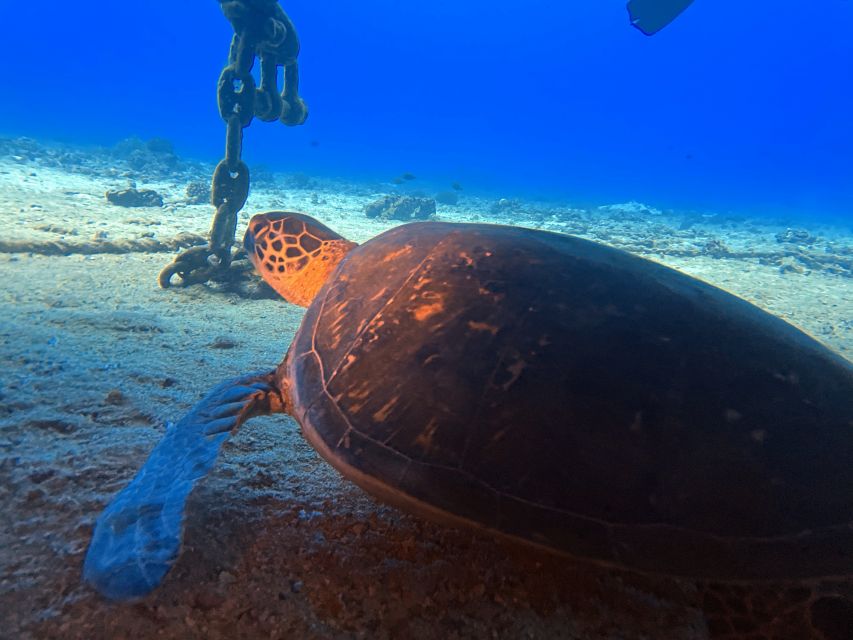Oahu Night Dive: Adventure for Certified Divers - Key things to know before you go