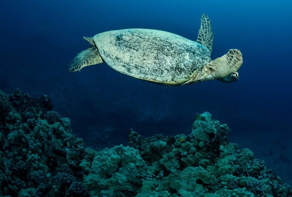 Oahu Night Dive: Adventure for Certified Divers - Who this fits well (and who should skip)